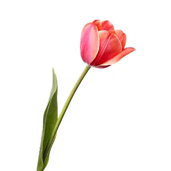 Fresh Tulip Flower